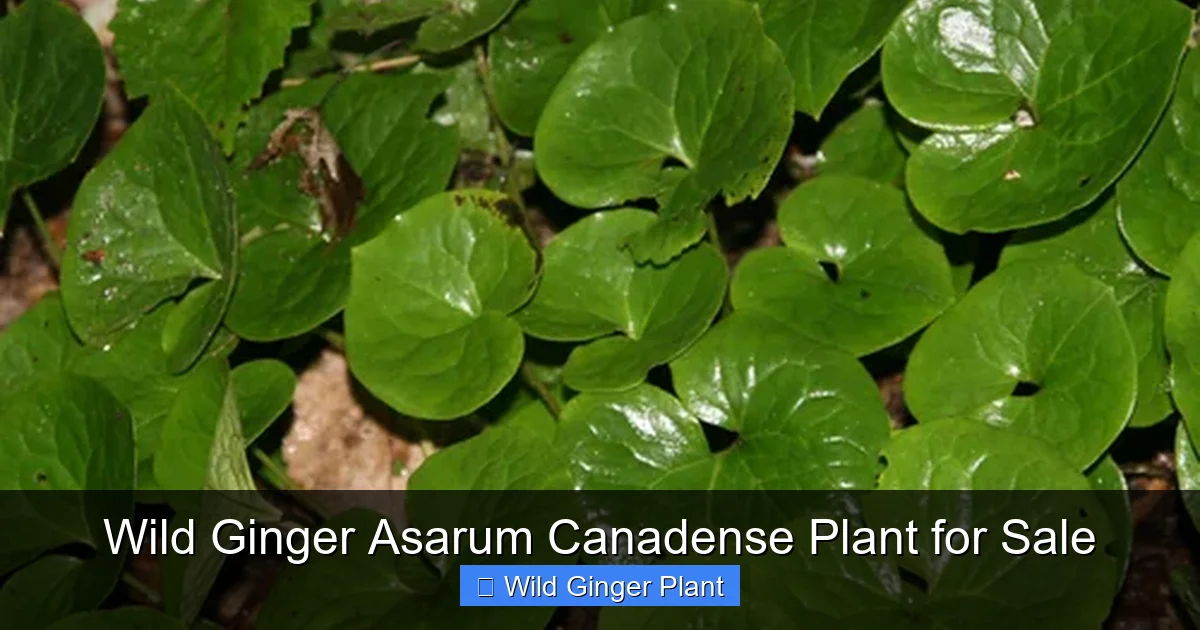 Wild Ginger Asarum Canadense Plant for Sale