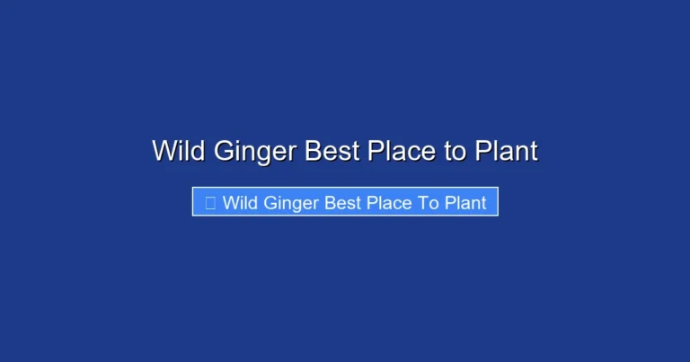 Wild Ginger Best Place to Plant