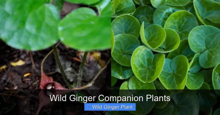 Wild Ginger Companion Plants