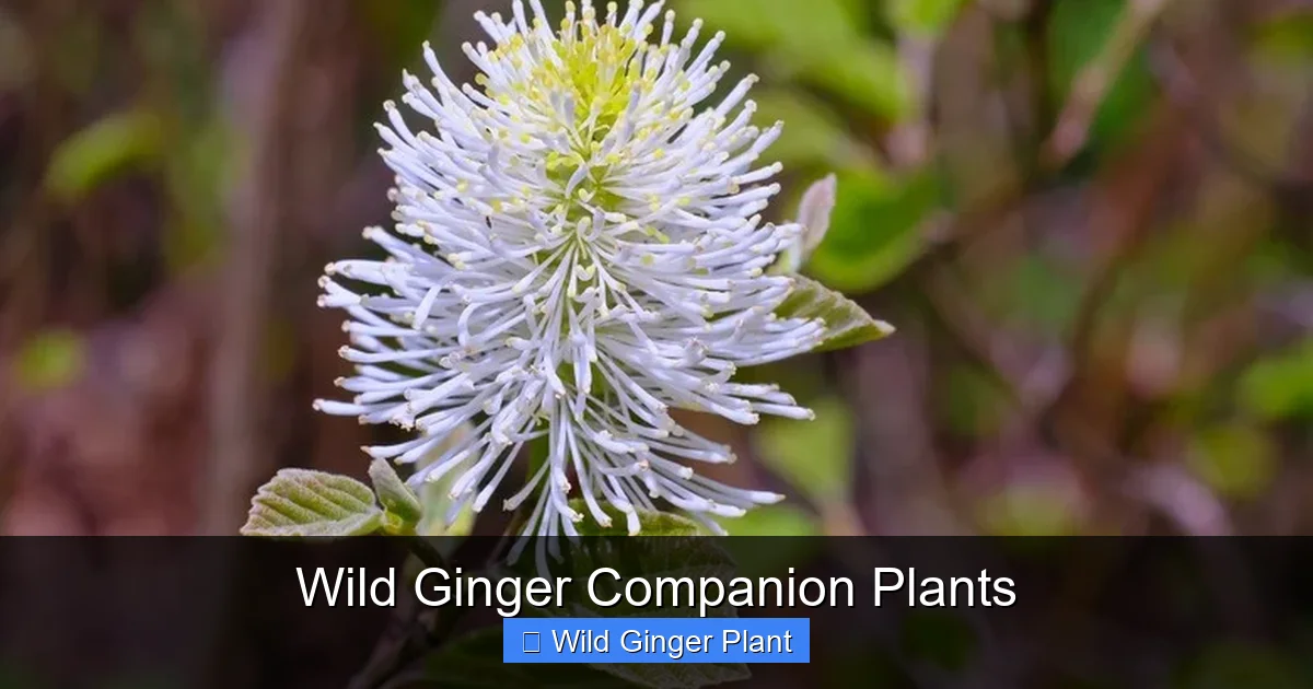 Wild Ginger Companion Plants