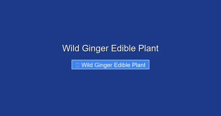 Wild Ginger Edible Plant