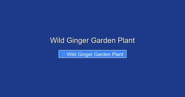 Wild Ginger Garden Plant