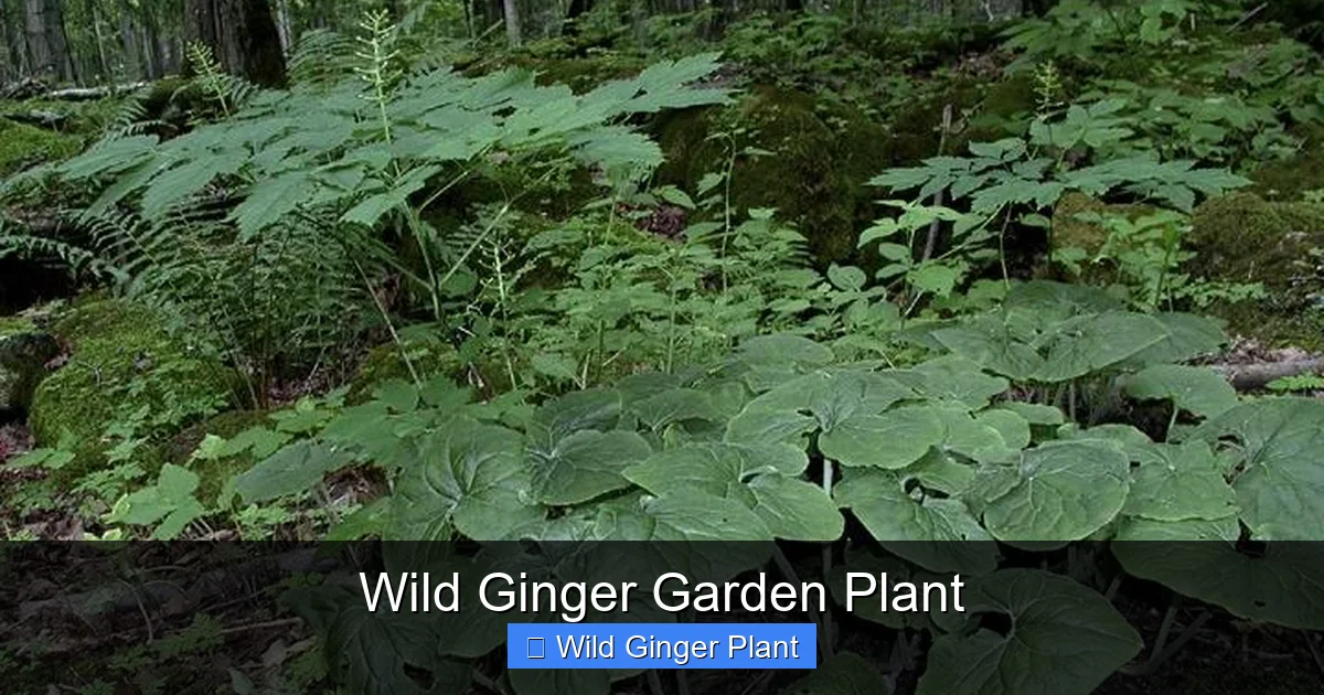 Wild Ginger Garden Plant