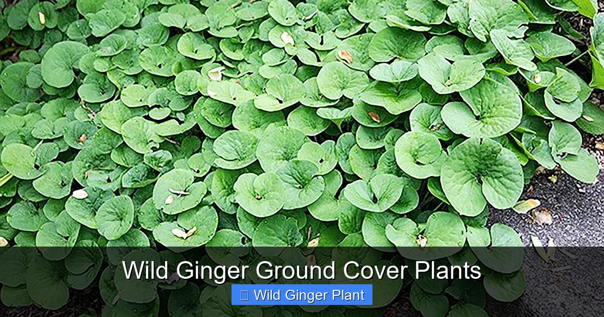 Wild Ginger Ground Cover Plants