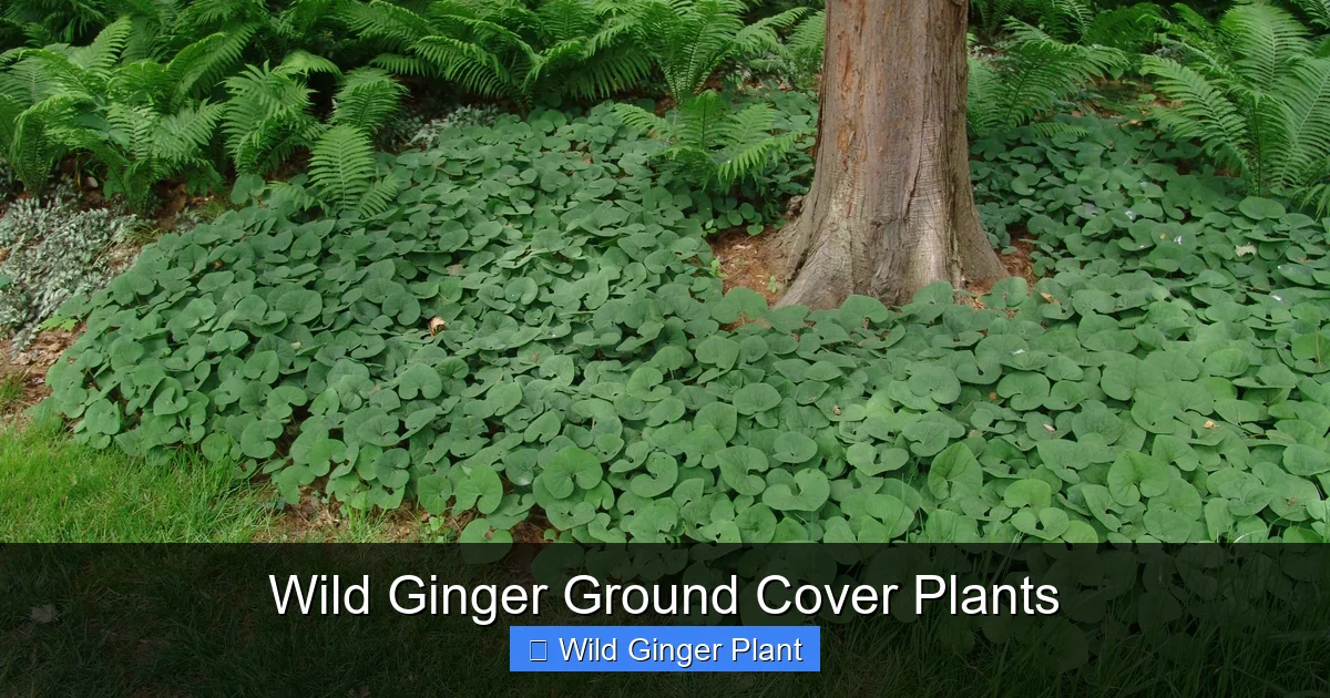 Wild Ginger Ground Cover Plants