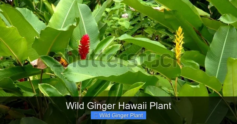 Wild Ginger Hawaii Plant