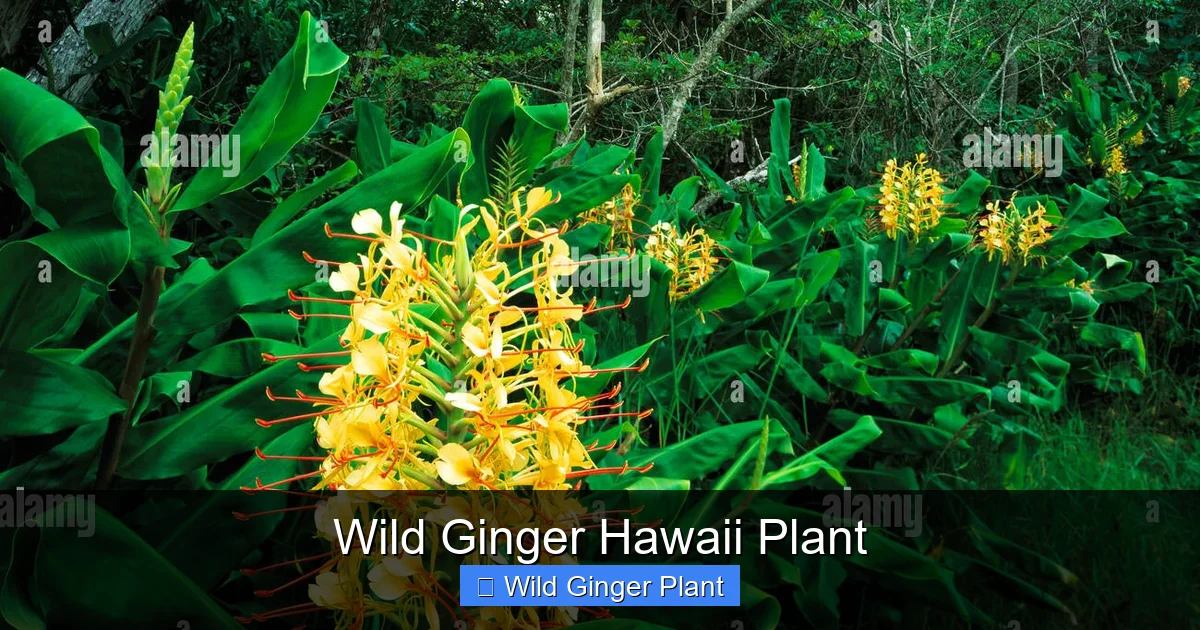 Wild Ginger Hawaii Plant