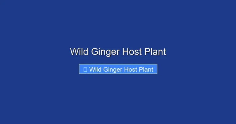 Wild Ginger Host Plant