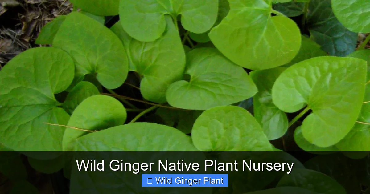 Wild Ginger Native Plant Nursery