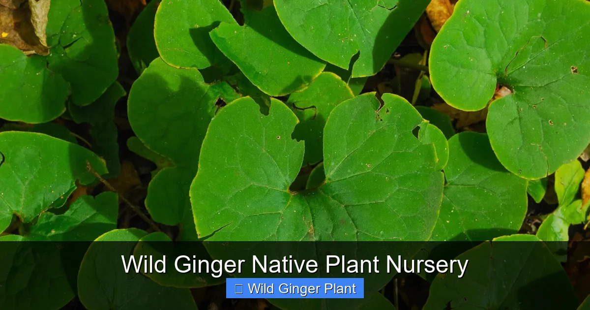Wild Ginger Native Plant Nursery