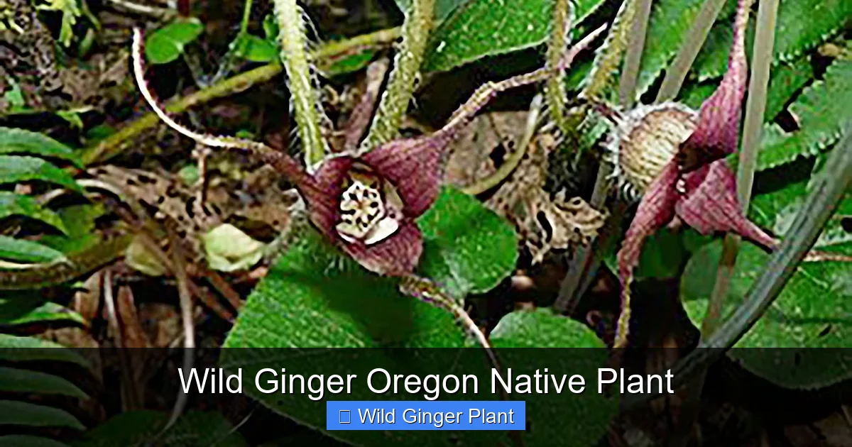 Wild Ginger Oregon Native Plant