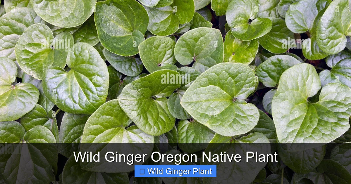 Wild Ginger Oregon Native Plant
