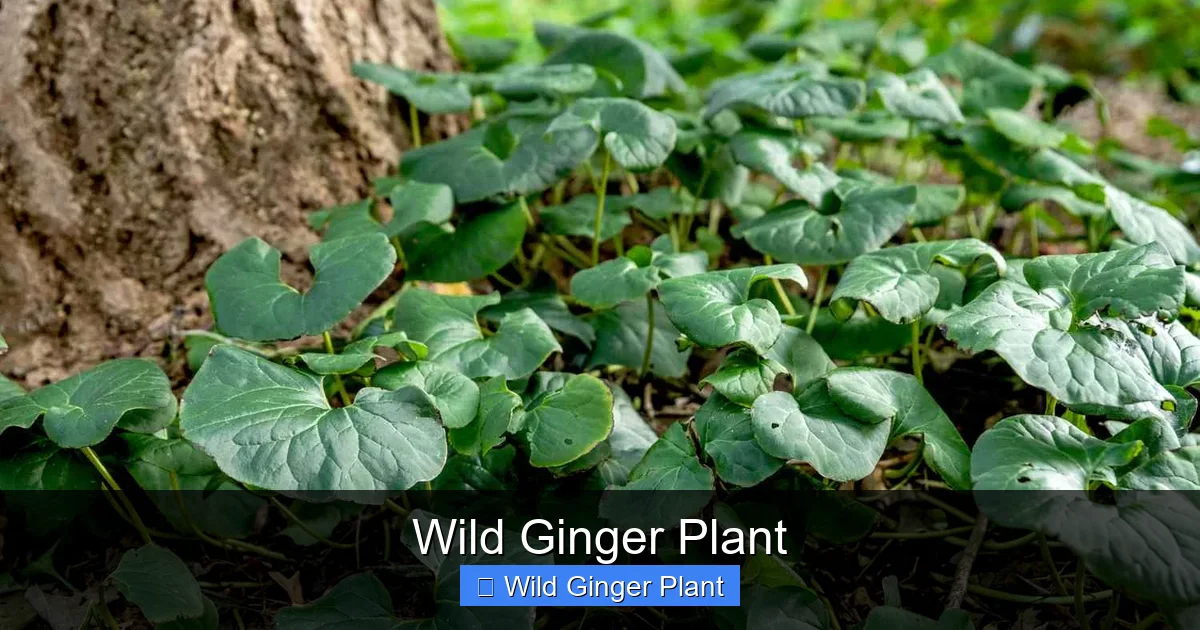 Wild Ginger Plant