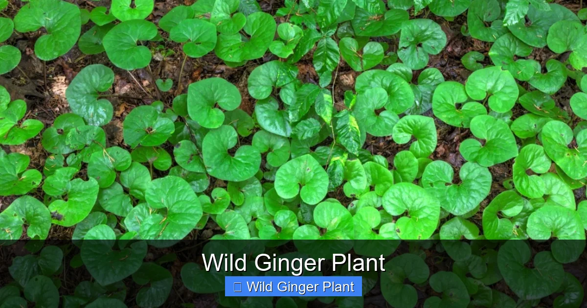 Wild Ginger Plant