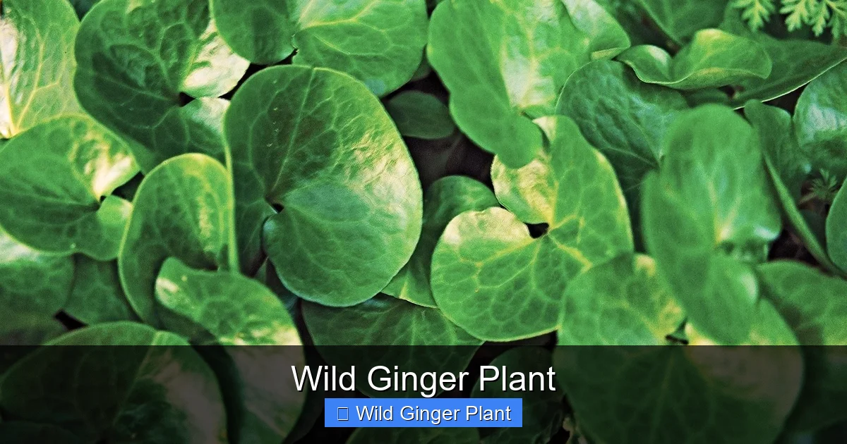 Wild Ginger Plant