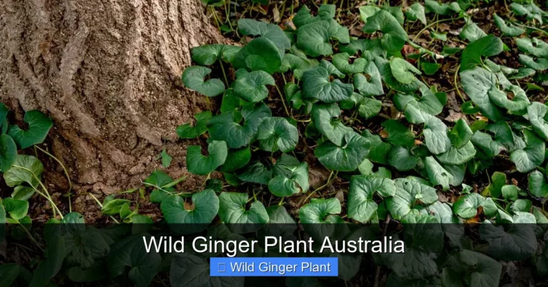 Wild Ginger Plant Australia