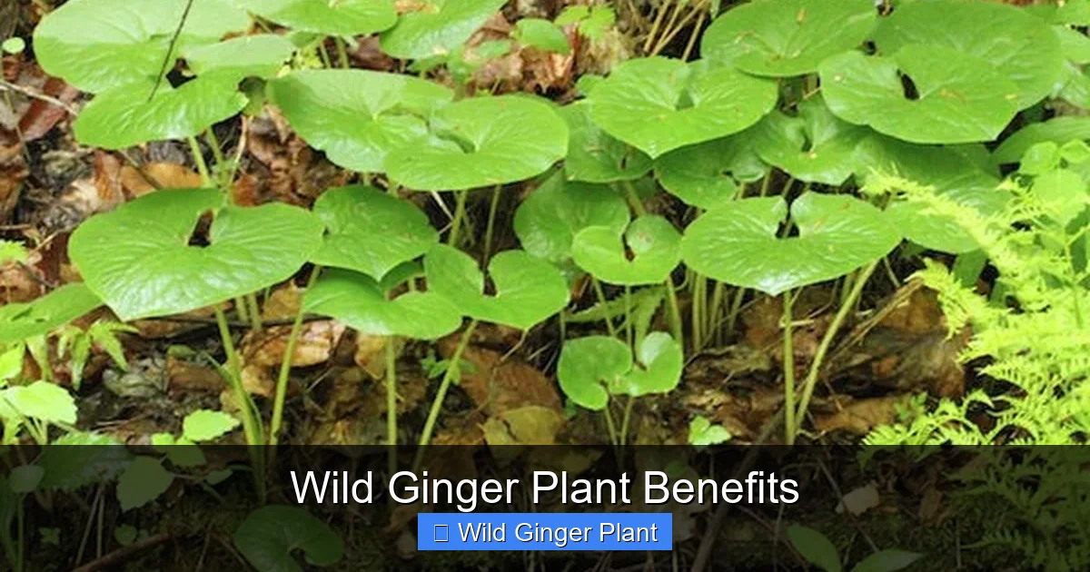 Wild Ginger Plant Benefits