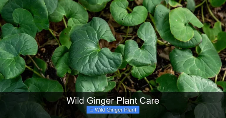 Wild Ginger Plant Care