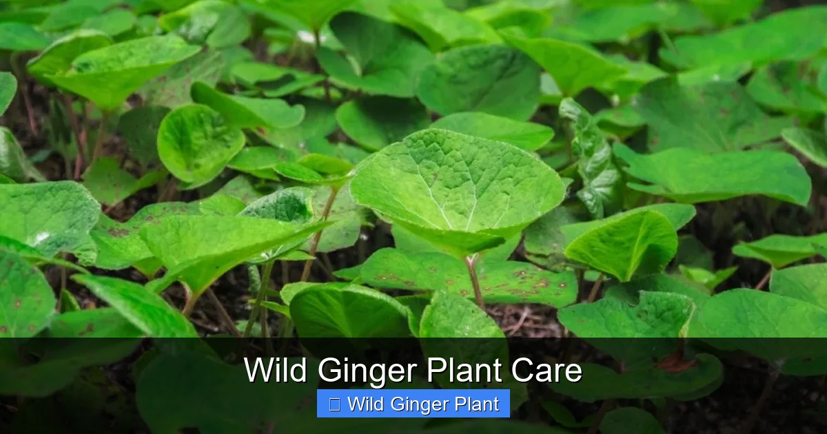 Wild Ginger Plant Care