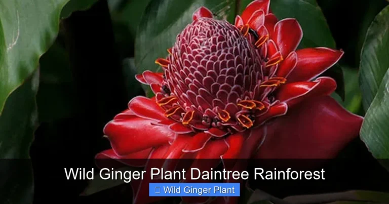 Wild Ginger Plant Daintree Rainforest