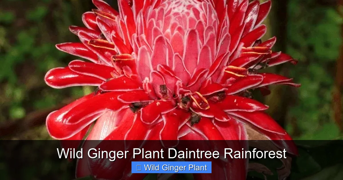 Wild Ginger Plant Daintree Rainforest