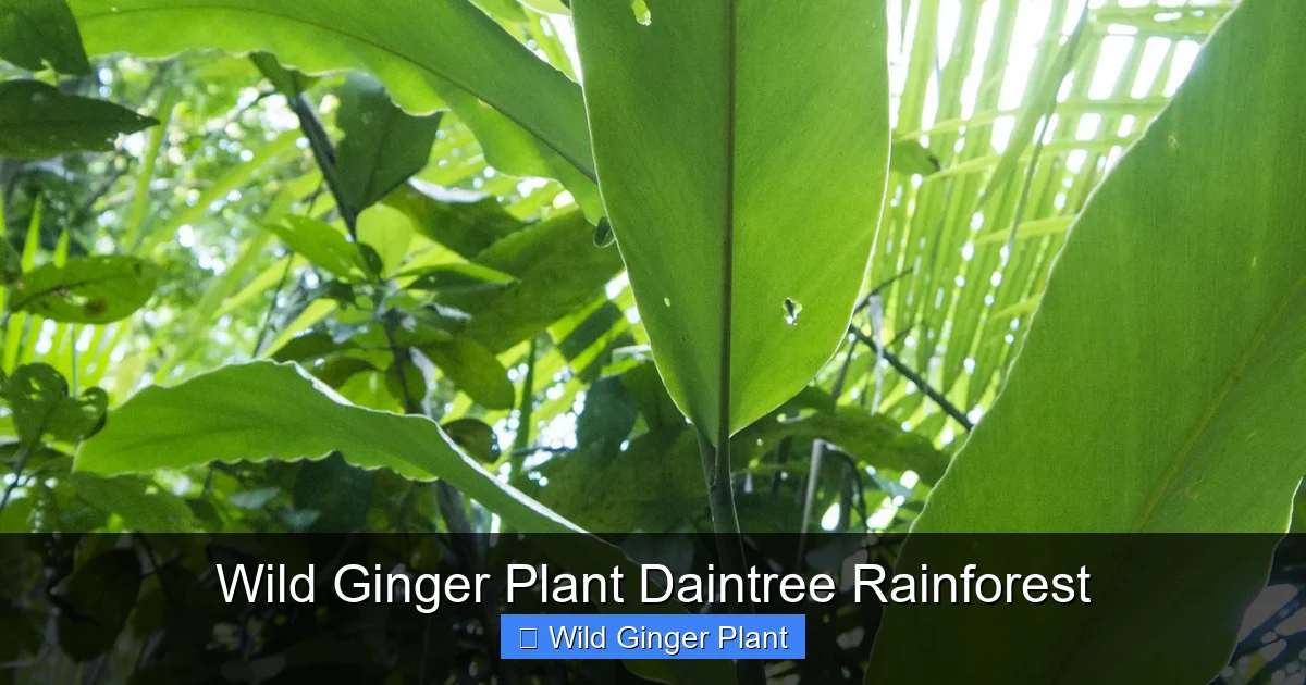Wild Ginger Plant Daintree Rainforest