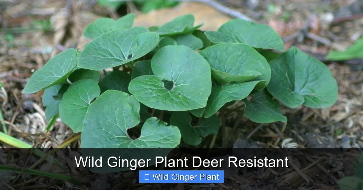 Wild Ginger Plant Deer Resistant