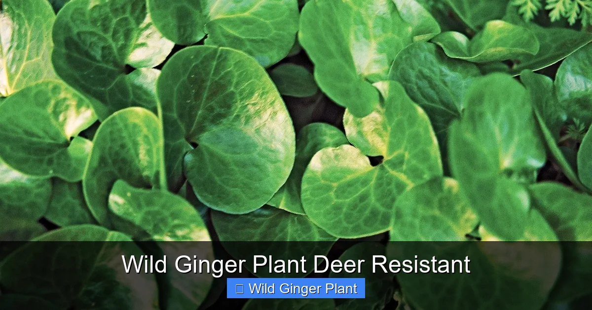 Wild Ginger Plant Deer Resistant