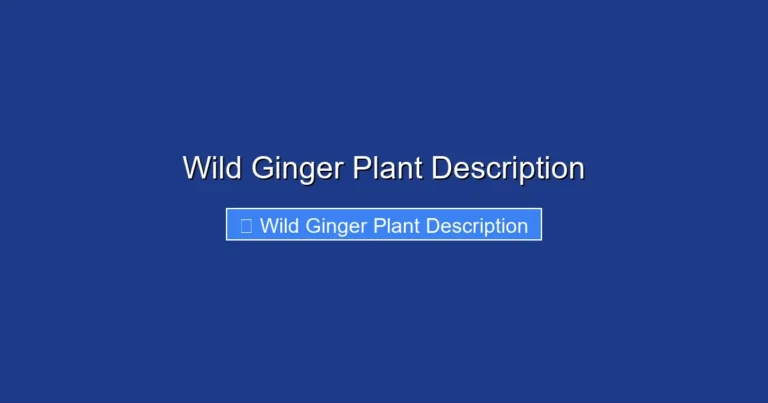 Wild Ginger Plant Description