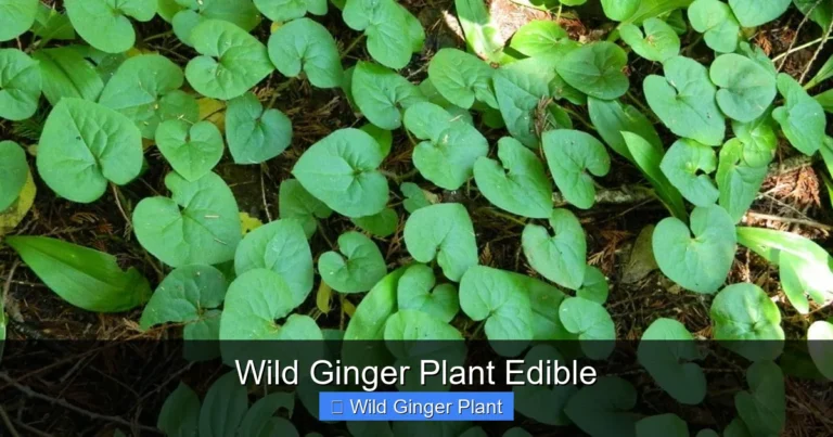 Wild Ginger Plant Edible