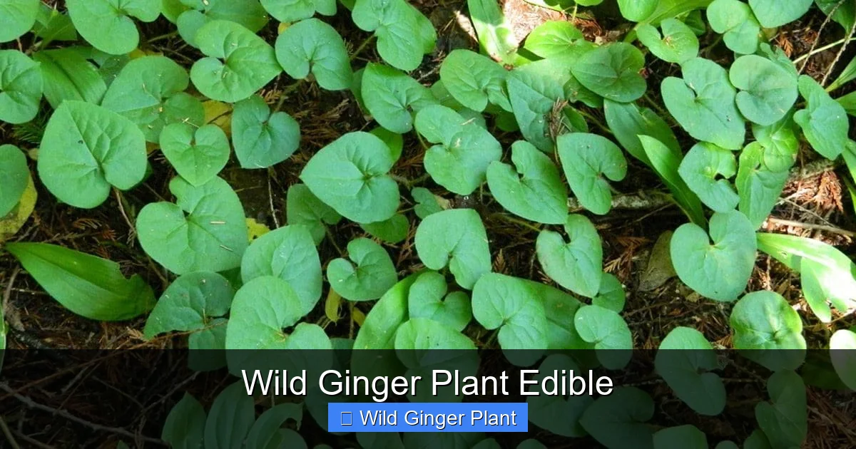 Wild Ginger Plant Edible