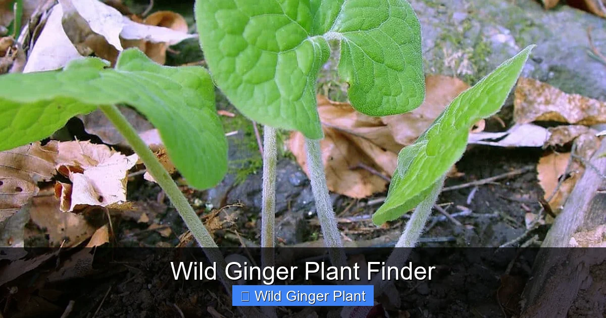 Wild Ginger Plant Finder