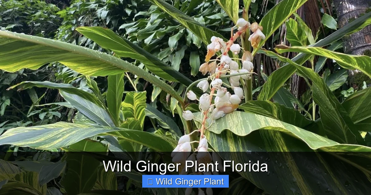 Wild Ginger Plant Florida