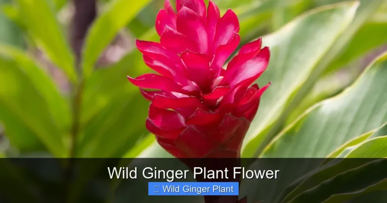 Wild Ginger Plant Flower