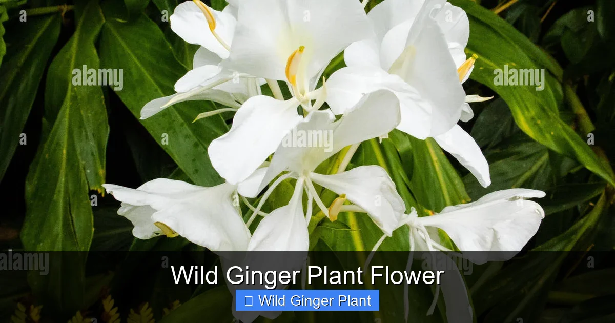 Wild Ginger Plant Flower