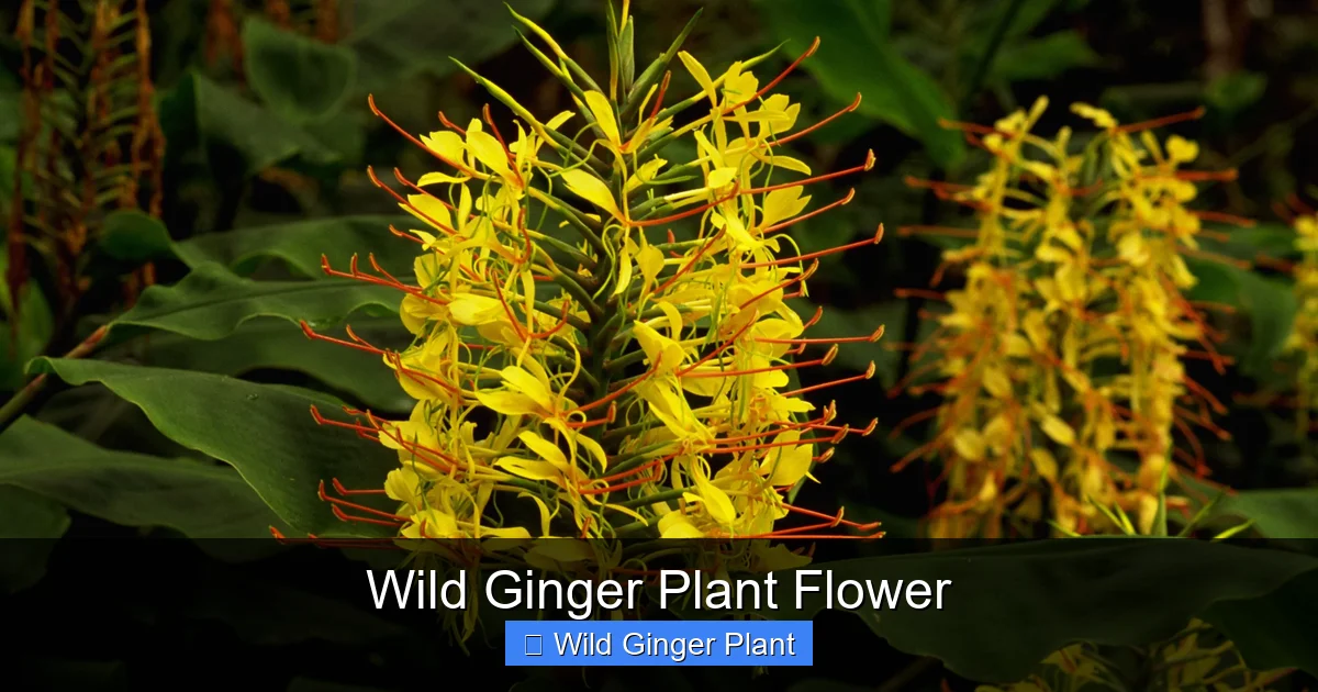 Wild Ginger Plant Flower