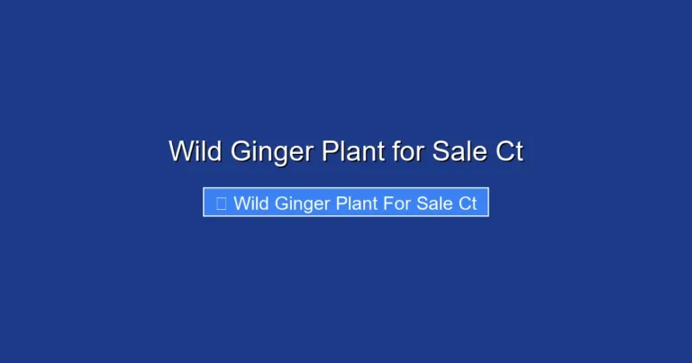 Wild Ginger Plant for Sale Ct