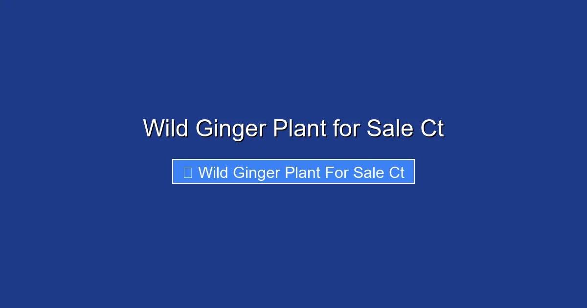 Wild Ginger Plant for Sale Ct