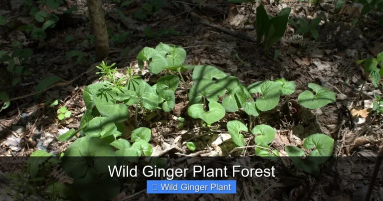 Wild Ginger Plant Forest