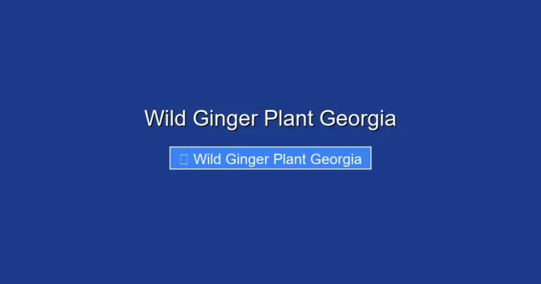 Wild Ginger Plant Georgia