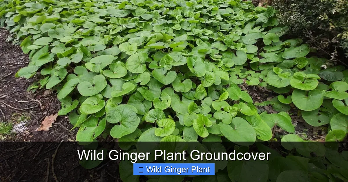 Wild Ginger Plant Groundcover