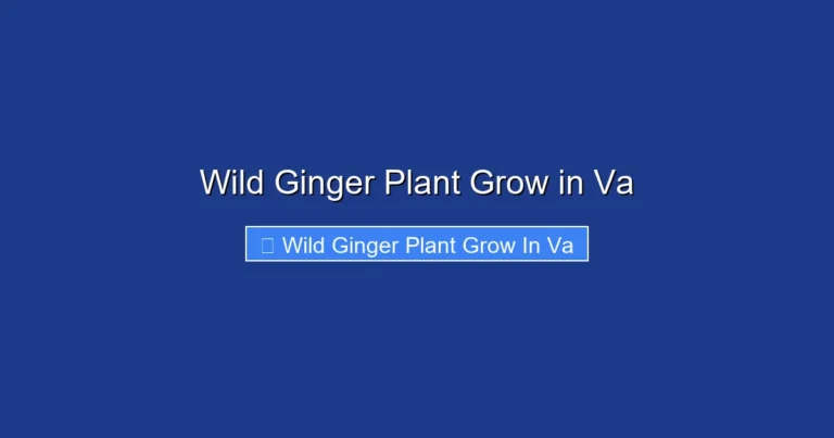 Wild Ginger Plant Grow in Va
