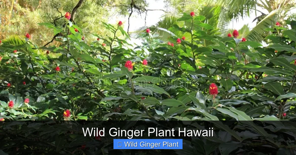 Wild Ginger Plant Hawaii