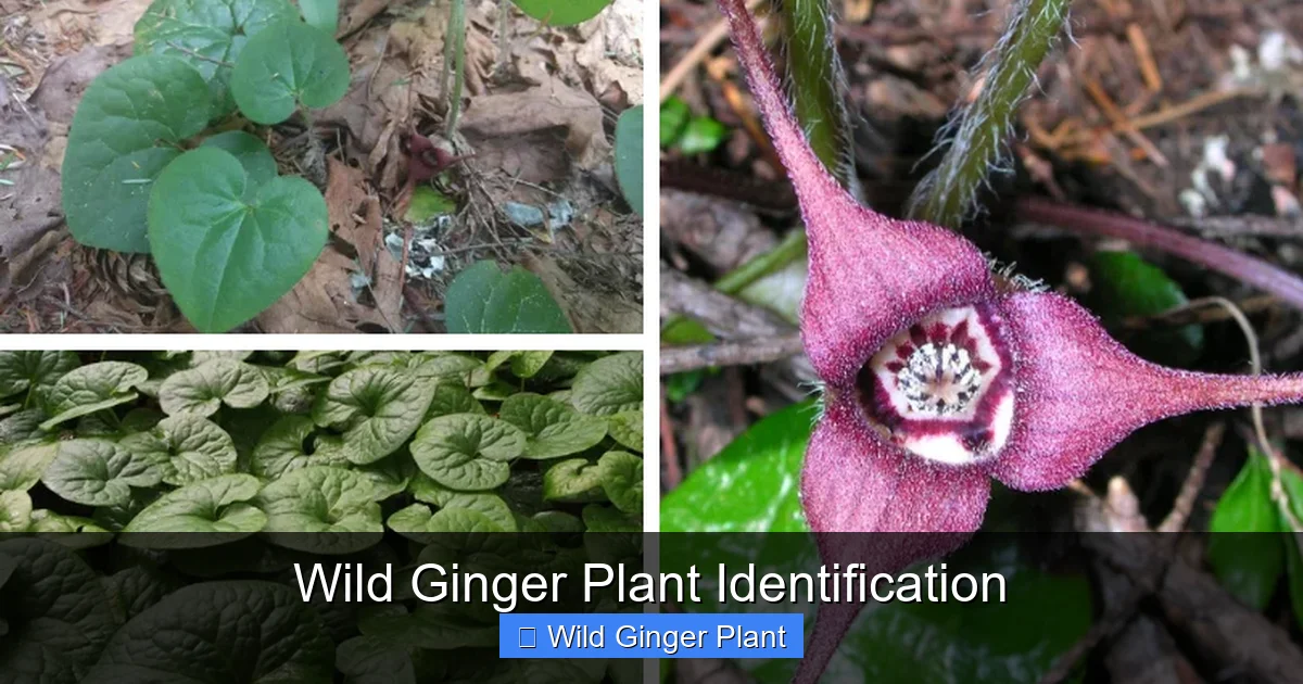 Wild Ginger Plant Identification