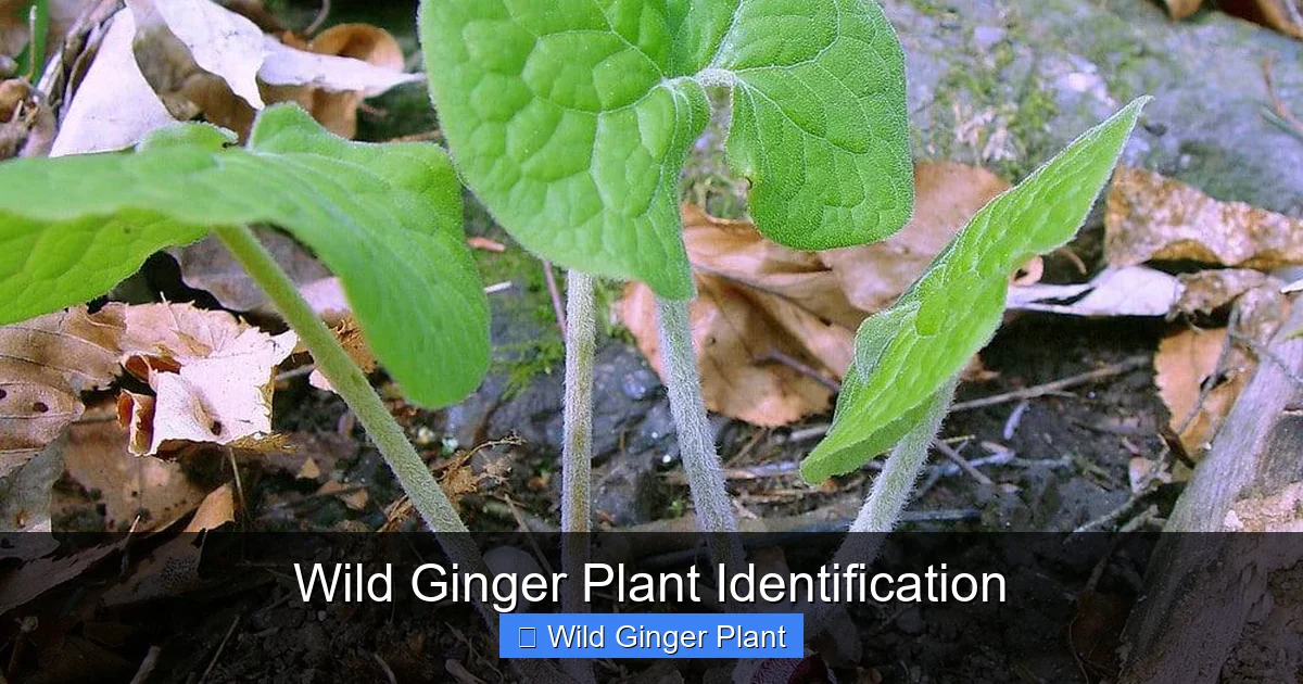 Wild Ginger Plant Identification