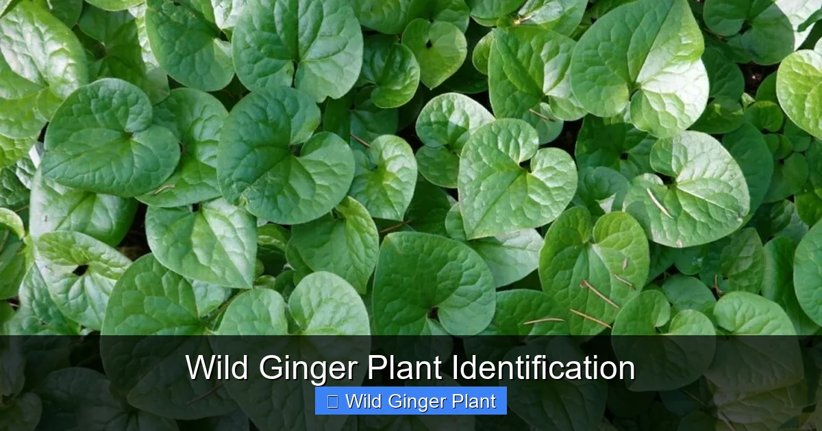 Wild Ginger Plant Identification