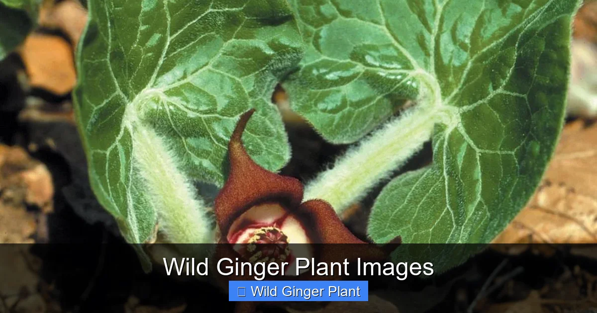 Wild Ginger Plant Images