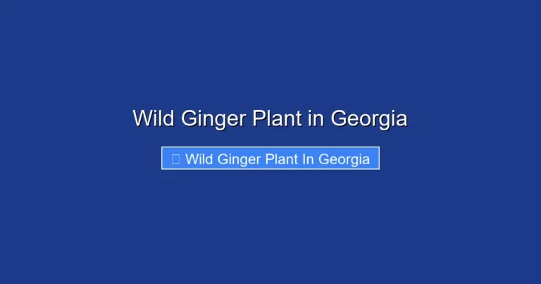Wild Ginger Plant in Georgia