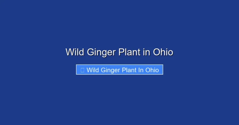 Wild Ginger Plant in Ohio