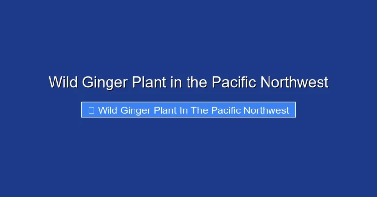 Wild Ginger Plant in the Pacific Northwest